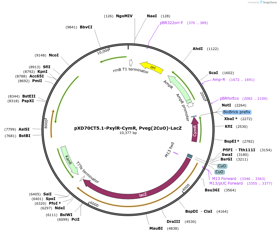 191628-plasmid-map-sequence-id-375845