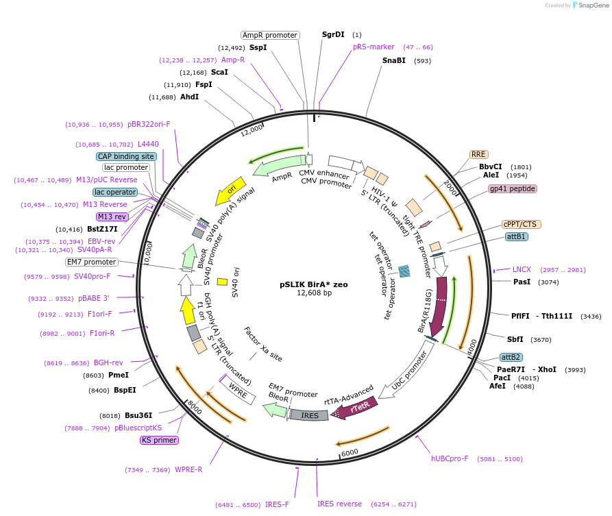 192332-plasmid-map-sequence-id-375847