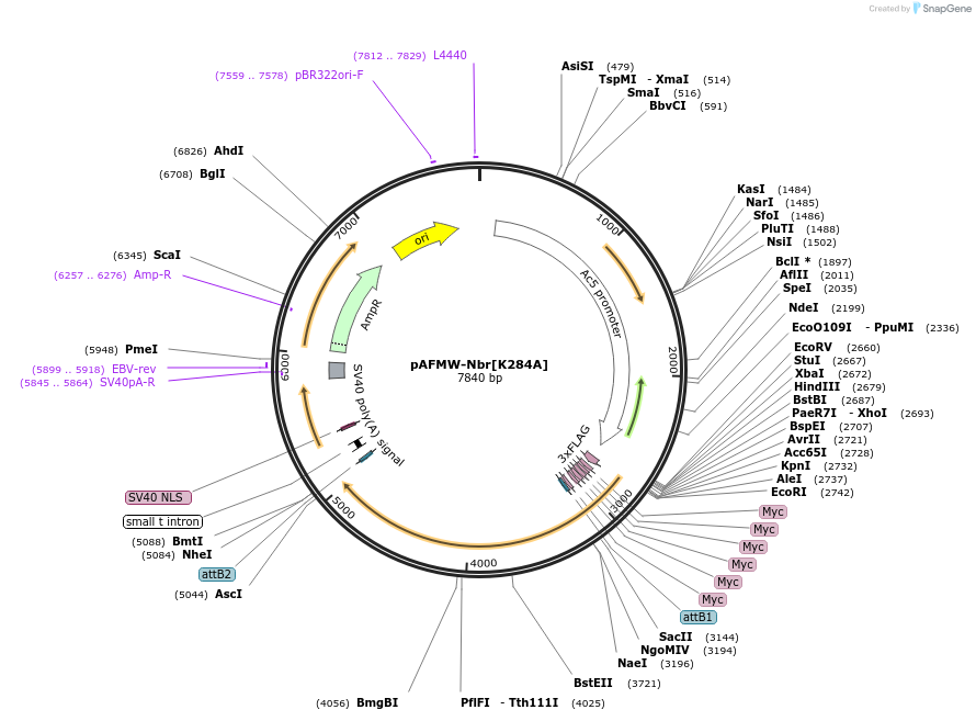 188595-plasmid-map-sequence-id-375856