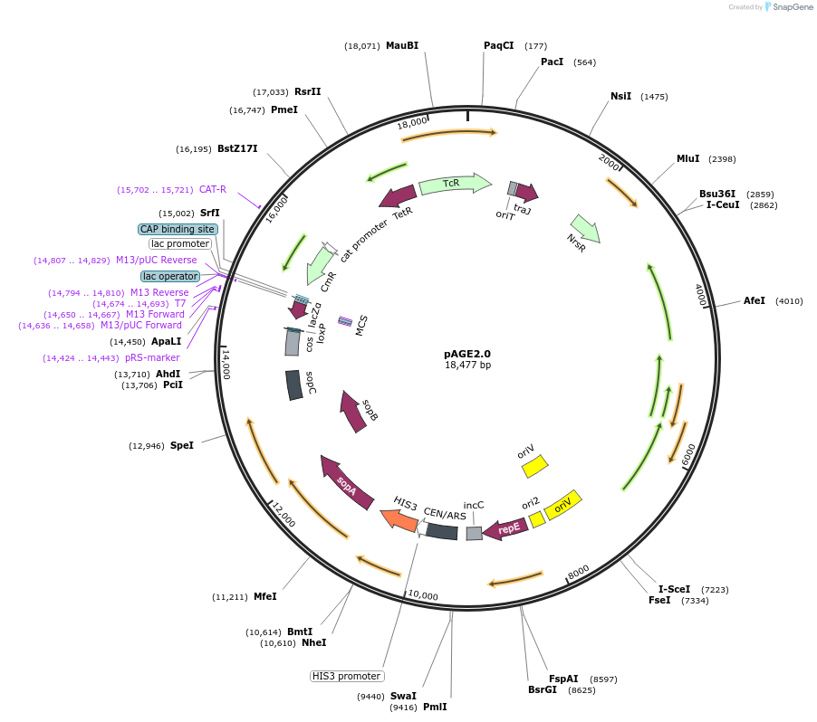 165984-plasmid-map-sequence-id-375867