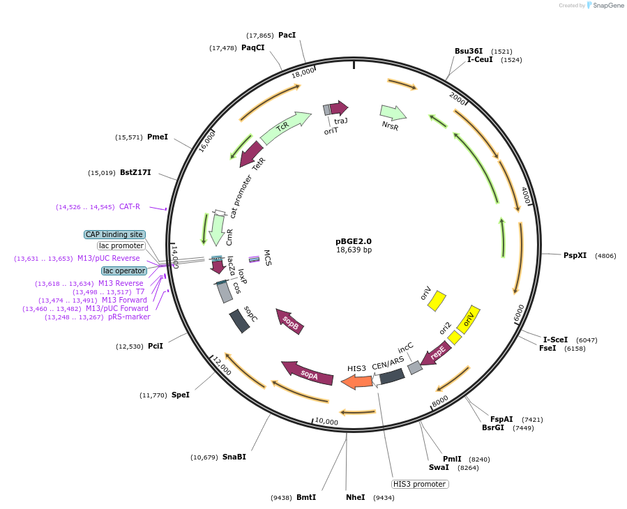 165987-plasmid-map-sequence-id-375875