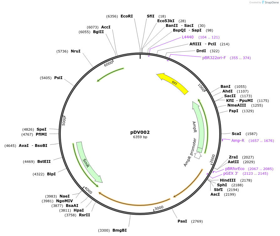 191823-plasmid-map-sequence-id-375876