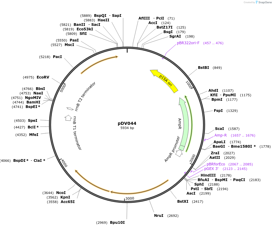 191824-plasmid-map-sequence-id-375877