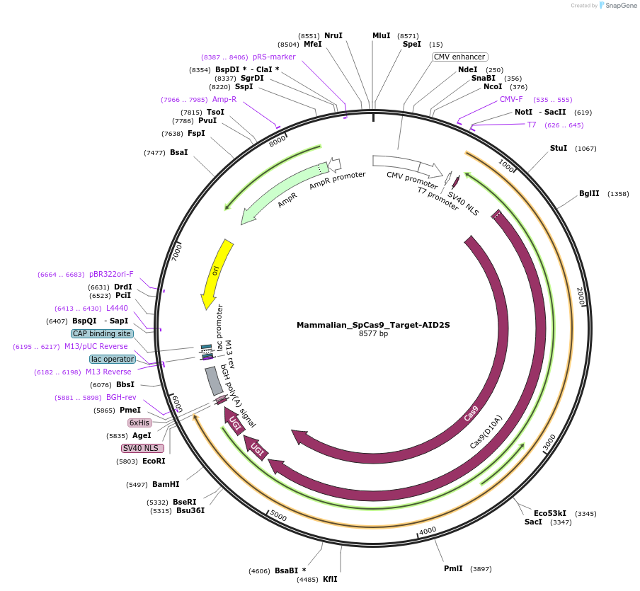 188648-plasmid-map-sequence-id-375880