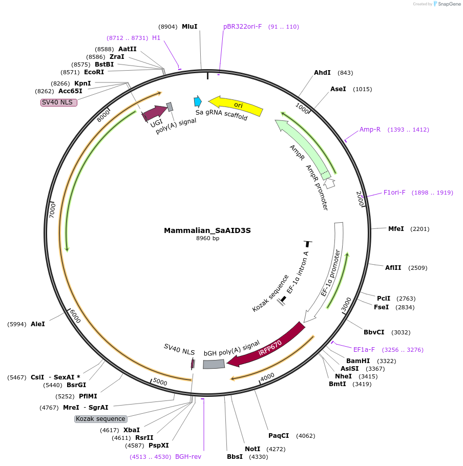188651-plasmid-map-sequence-id-375883