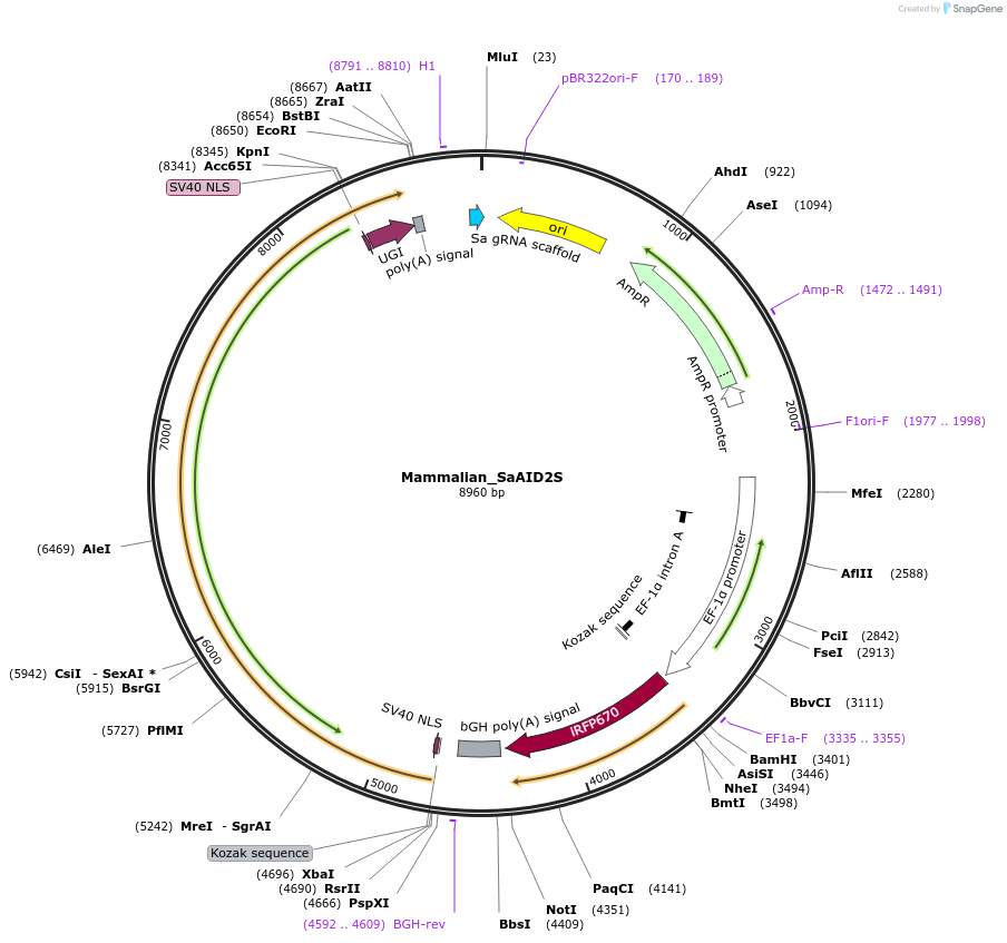 188652-plasmid-map-sequence-id-375885