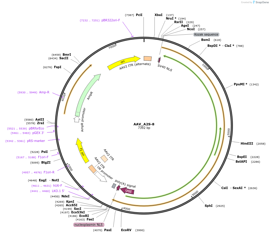 188654-plasmid-map-sequence-id-375888