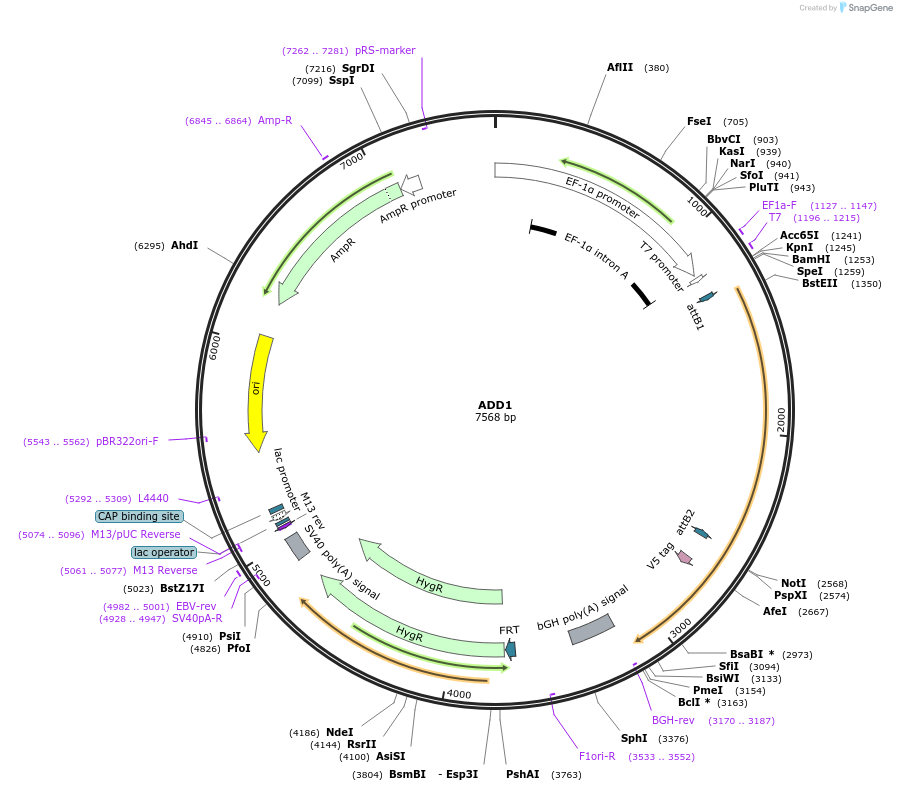 155397-plasmid-map-sequence-id-375893