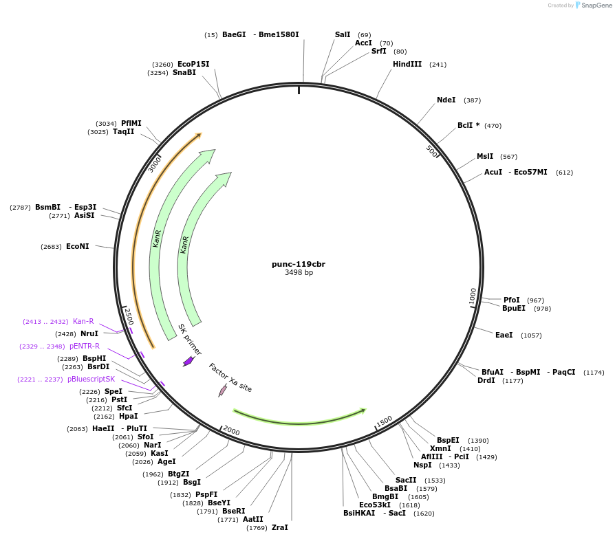 32568-plasmid-map-sequence-id-37592