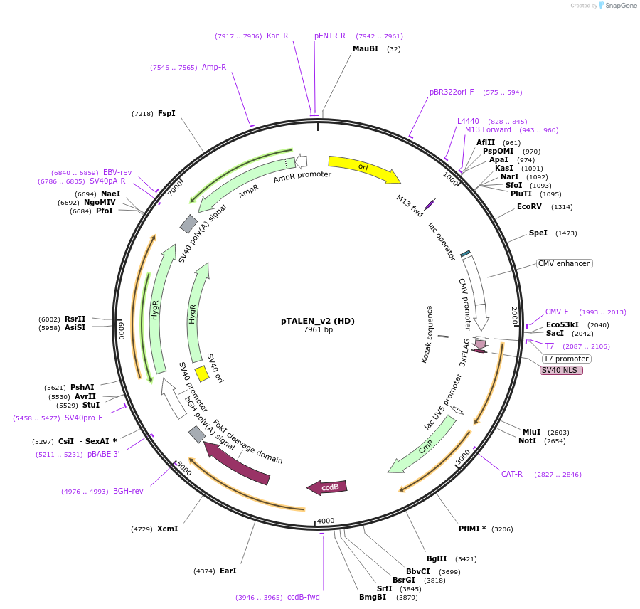 32192-plasmid-map-sequence-id-37593
