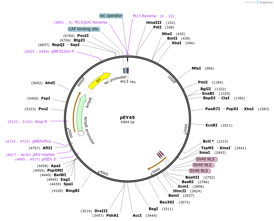 191049-plasmid-map-sequence-id-375951