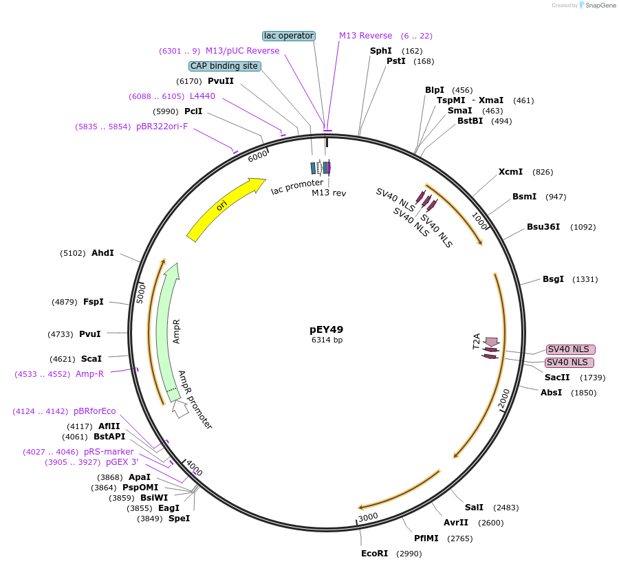191053-plasmid-map-sequence-id-375956