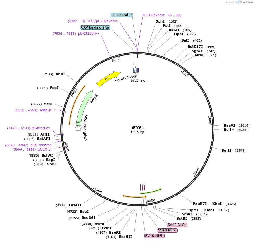 191058-plasmid-map-sequence-id-375959