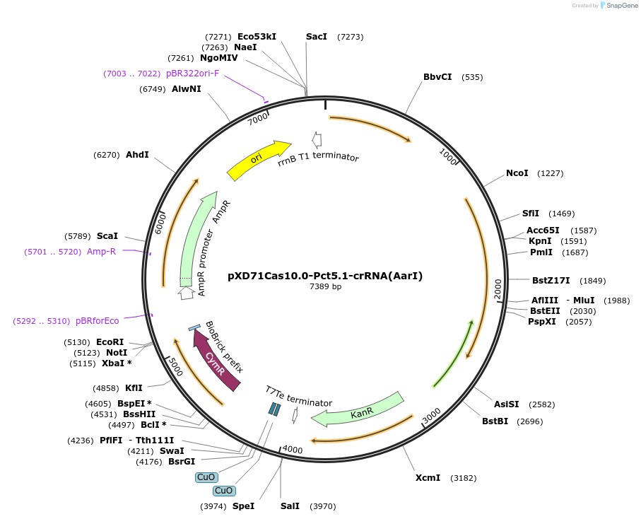 191633-plasmid-map-sequence-id-375960