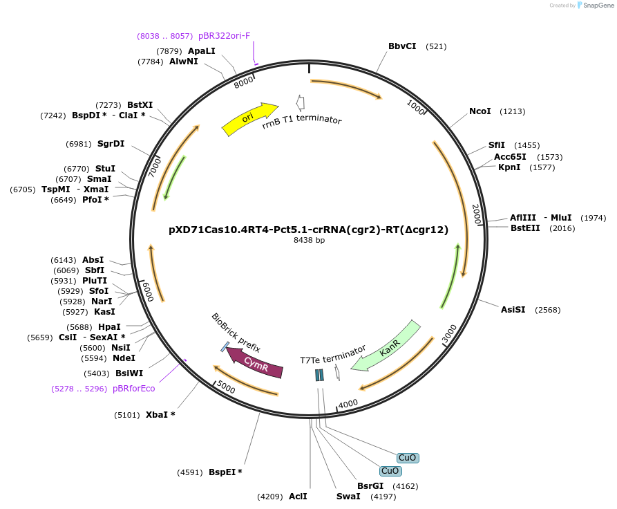 191650-plasmid-map-sequence-id-375976