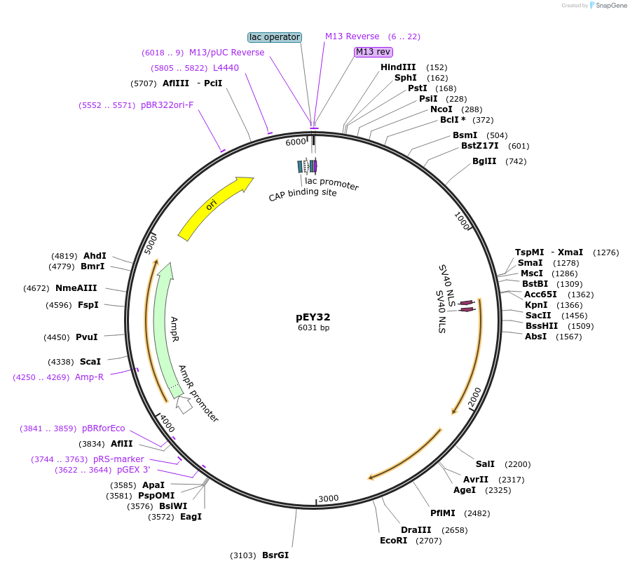 191037-plasmid-map-sequence-id-375985
