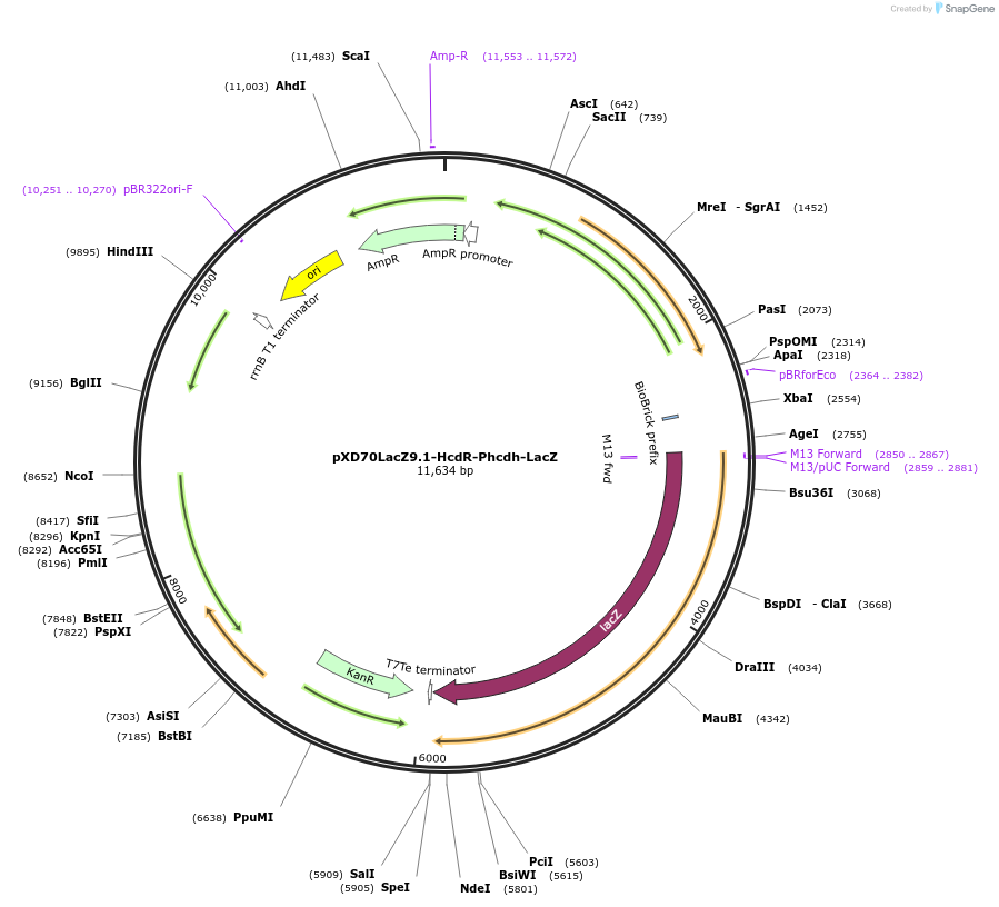 191629-plasmid-map-sequence-id-375987