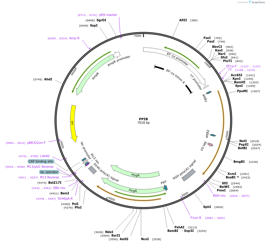 155838-plasmid-map-sequence-id-375988