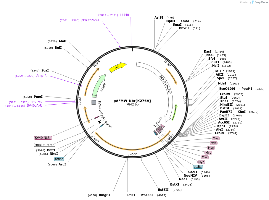 188597-plasmid-map-sequence-id-375989