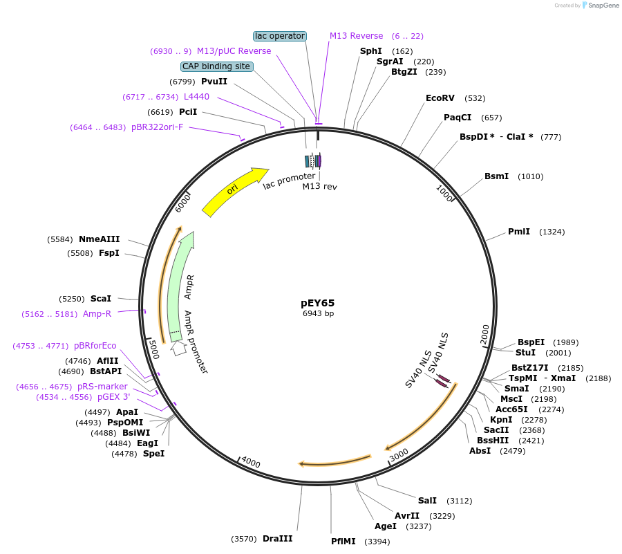 191062-plasmid-map-sequence-id-375994