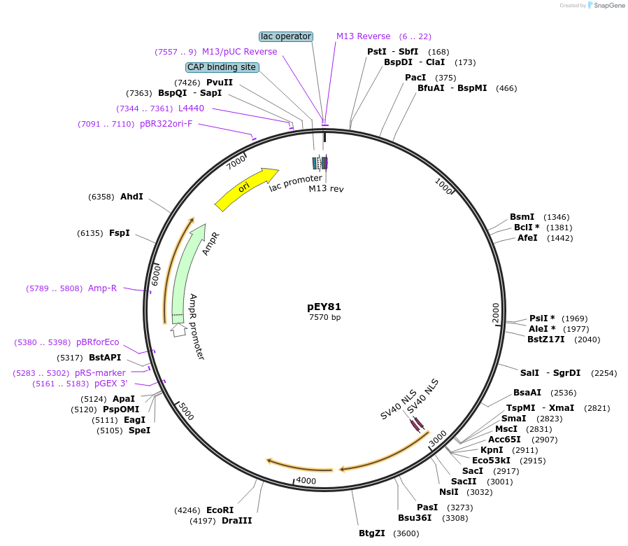 191076-plasmid-map-sequence-id-375997