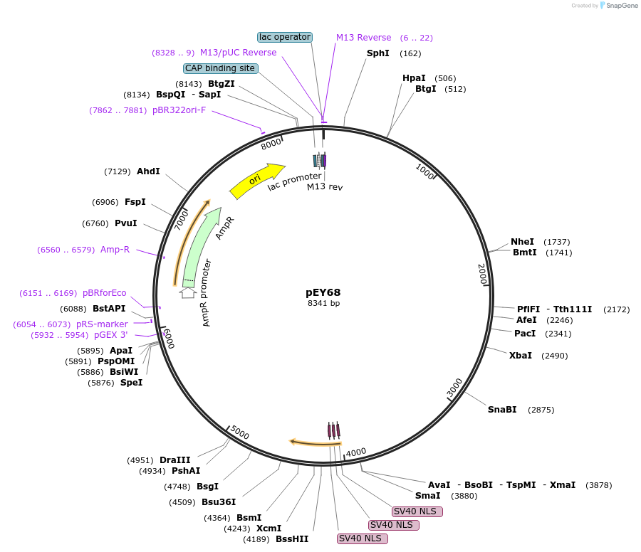 191065-plasmid-map-sequence-id-376001