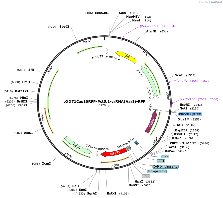 192273-plasmid-map-sequence-id-376012