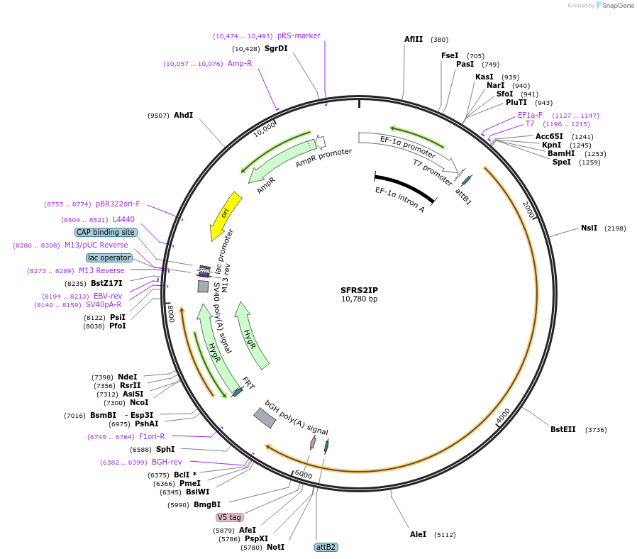 156012-plasmid-map-sequence-id-376015