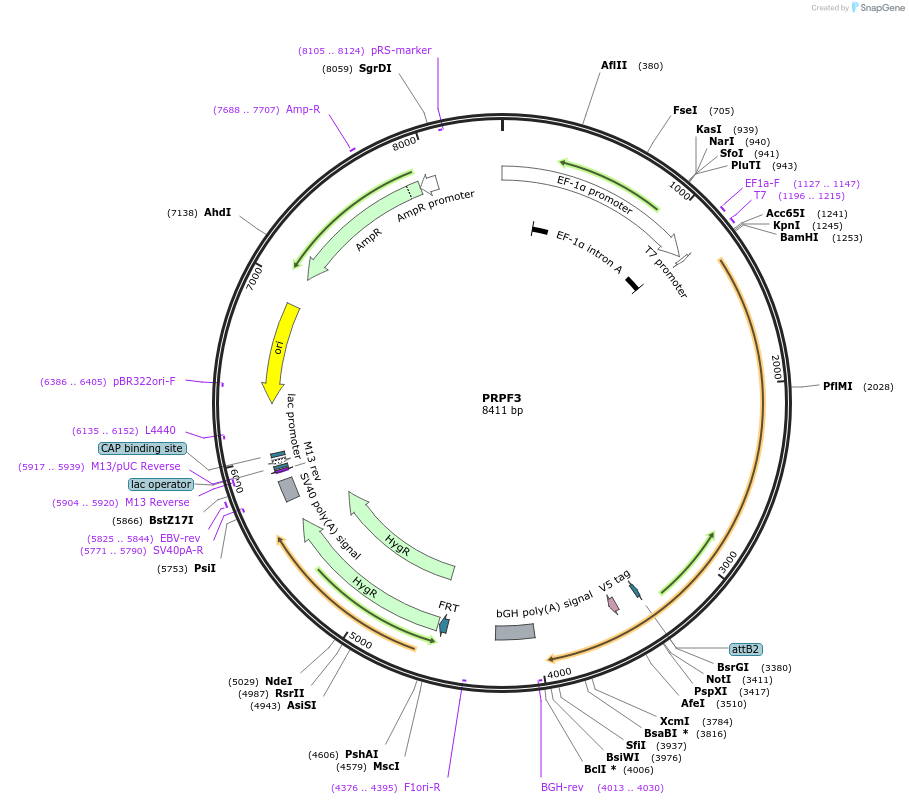 155848-plasmid-map-sequence-id-376017