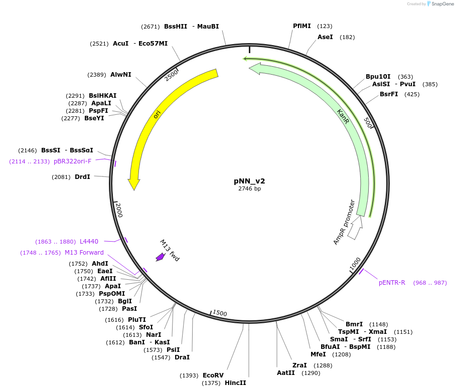 32182-plasmid-map-sequence-id-37602