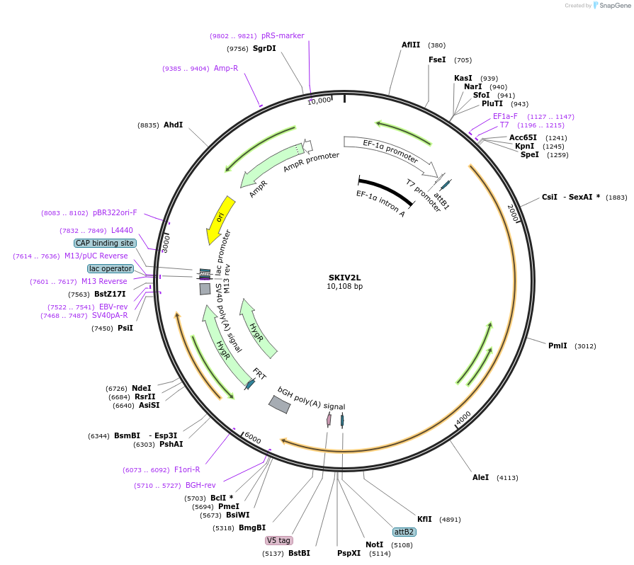 156014-plasmid-map-sequence-id-376023