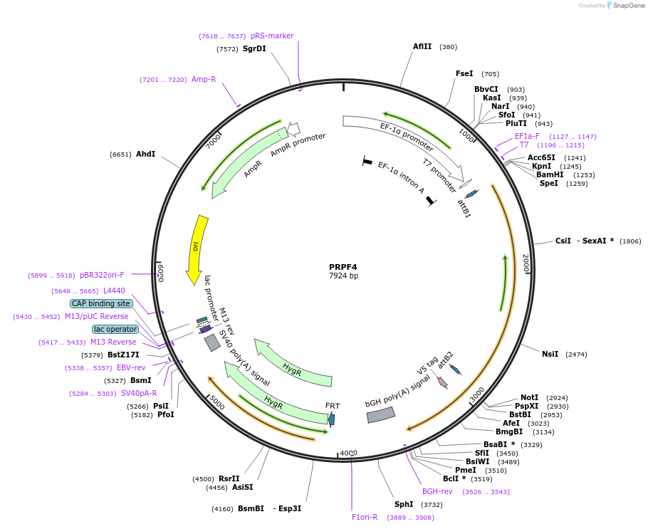155850-plasmid-map-sequence-id-376025