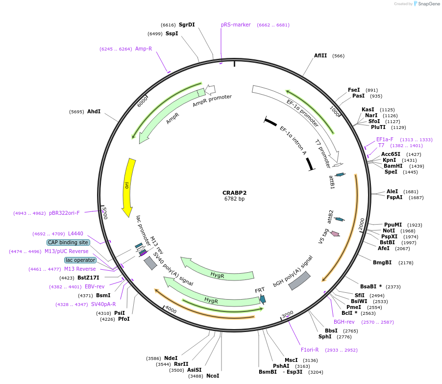 155483-plasmid-map-sequence-id-376026