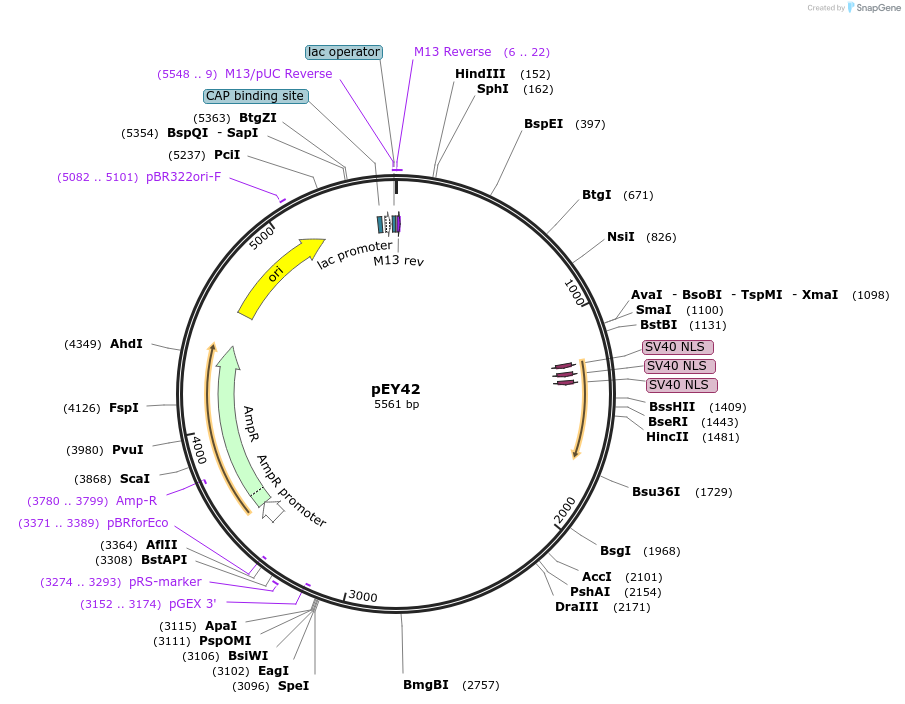 191046-plasmid-map-sequence-id-376039