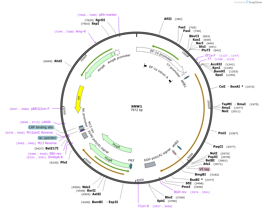 156034-plasmid-map-sequence-id-376043