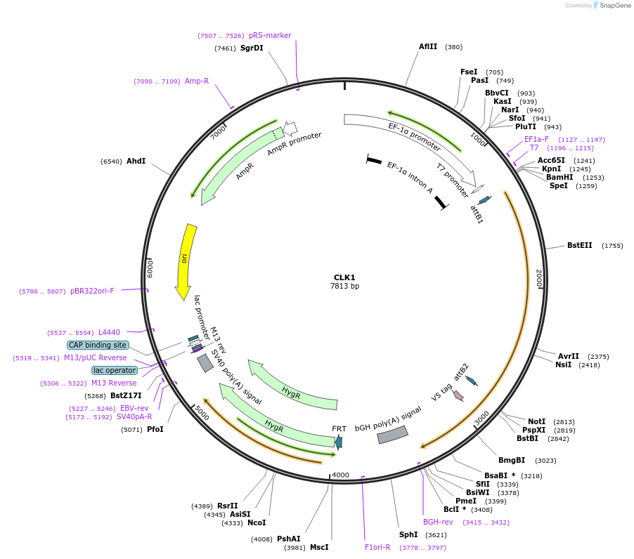 155458-plasmid-map-sequence-id-376057