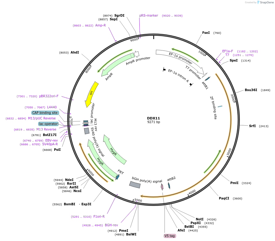 155502-plasmid-map-sequence-id-376059