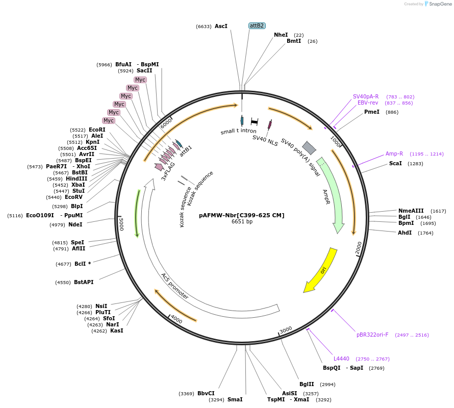 188588-plasmid-map-sequence-id-376062