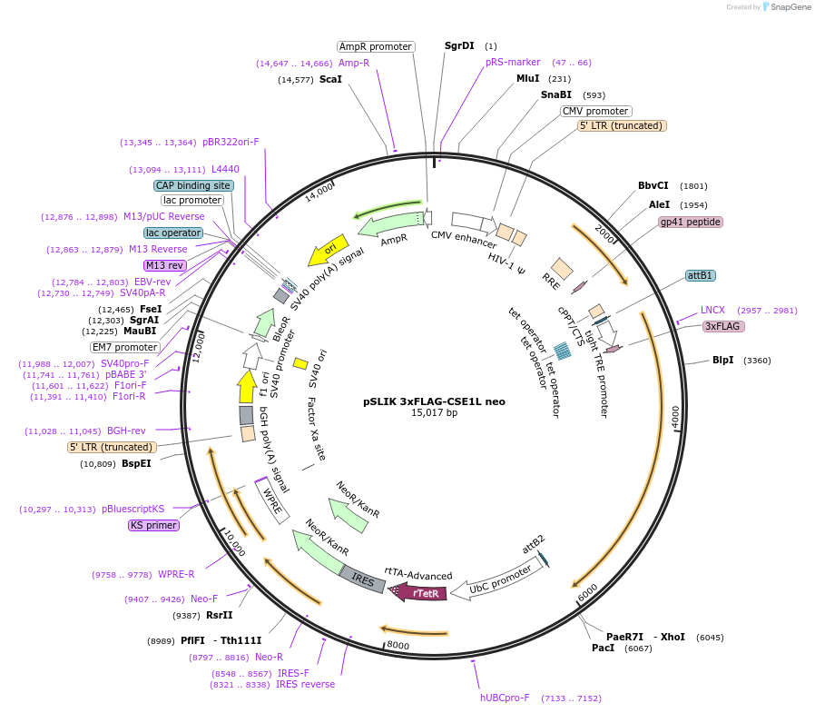192341-plasmid-map-sequence-id-376081