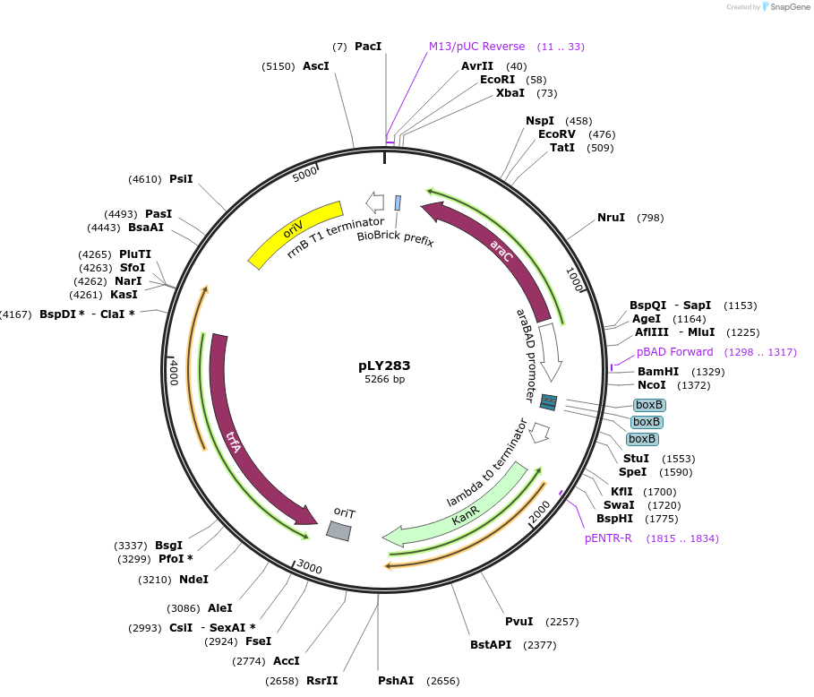 184156-plasmid-map-sequence-id-376086