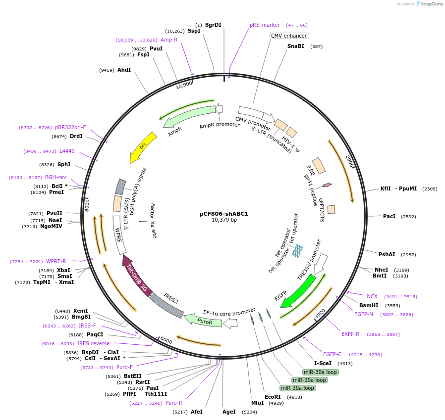 186713-plasmid-map-sequence-id-376087