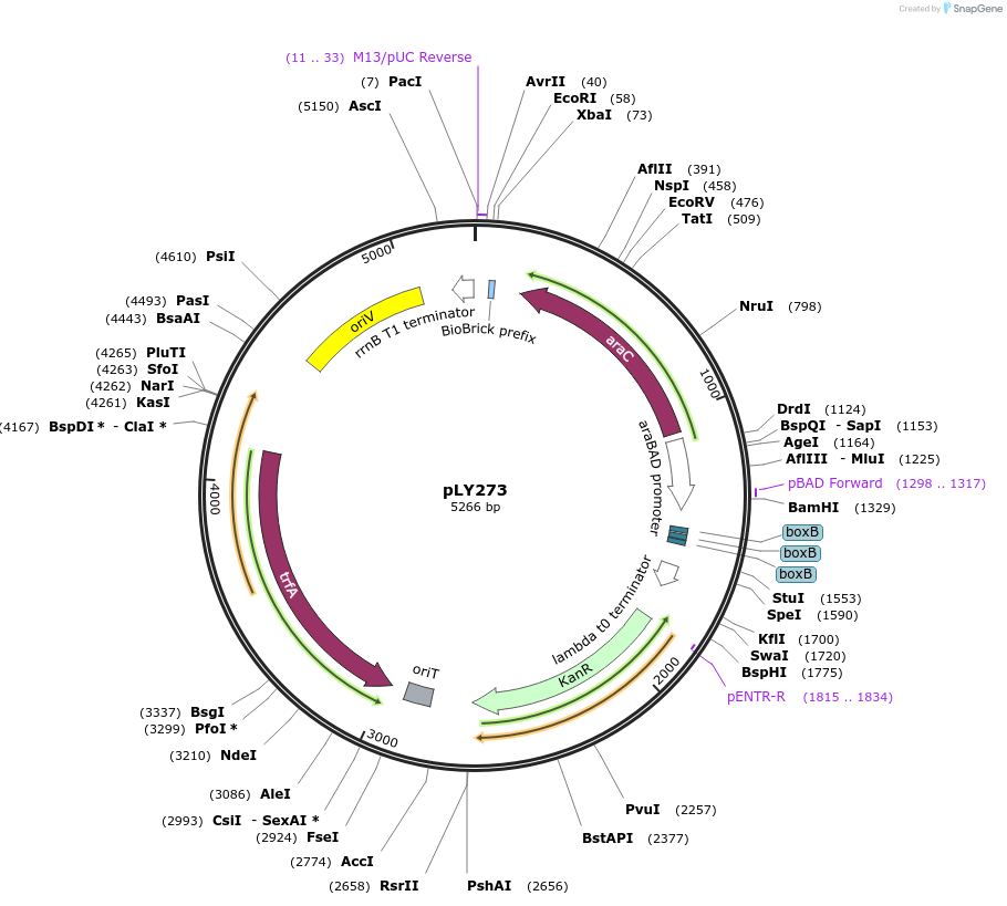 184155-plasmid-map-sequence-id-376088