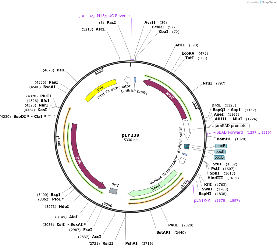 184152-plasmid-map-sequence-id-376092