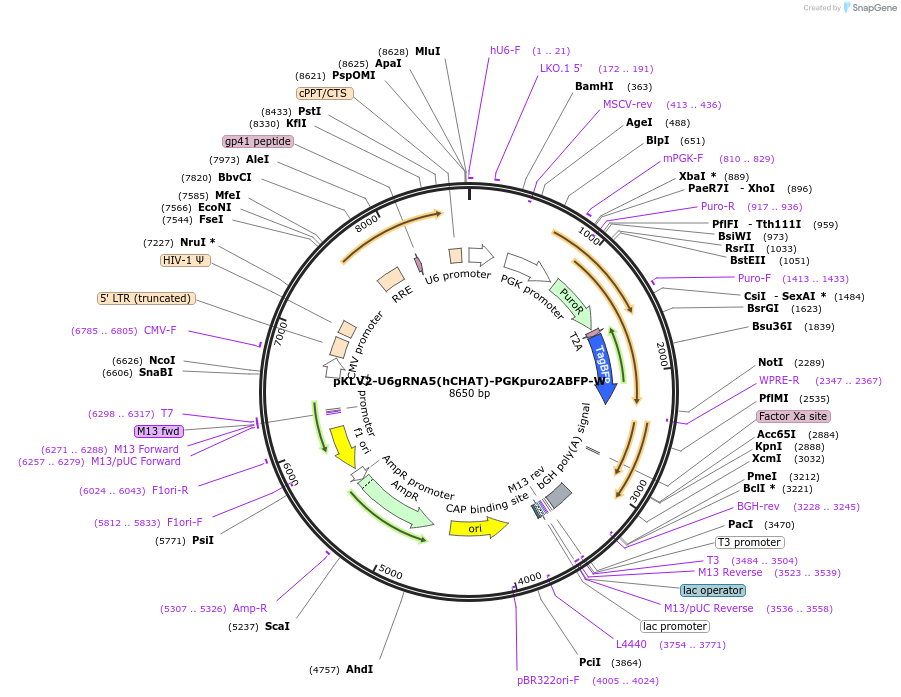 163147-plasmid-map-sequence-id-376101