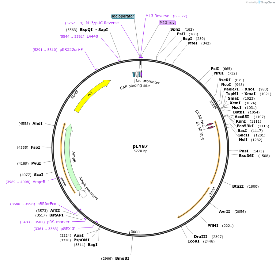 191080-plasmid-map-sequence-id-376110