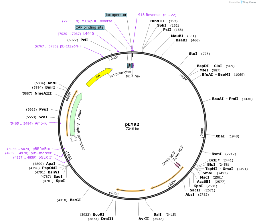 191085-plasmid-map-sequence-id-376111