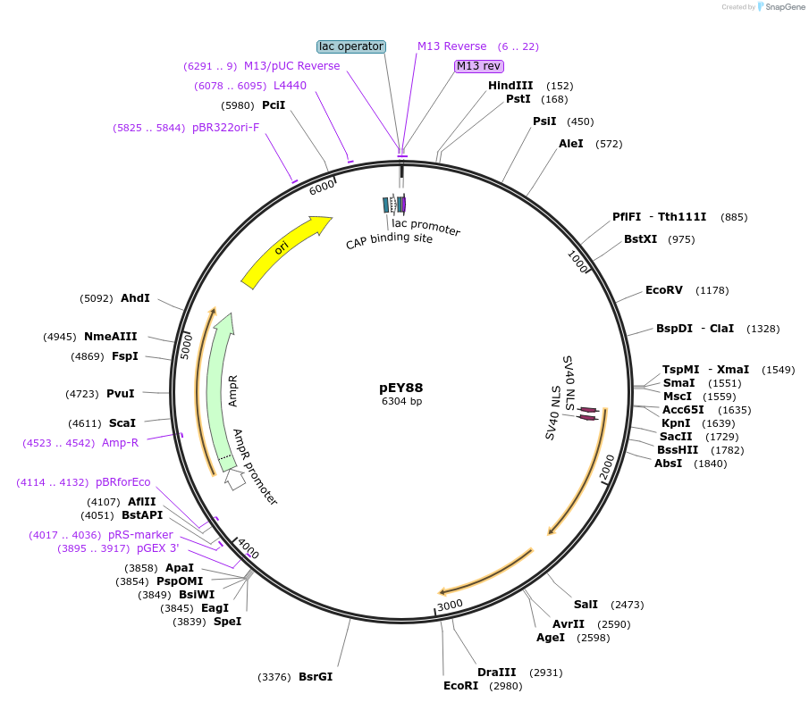 191081-plasmid-map-sequence-id-376114