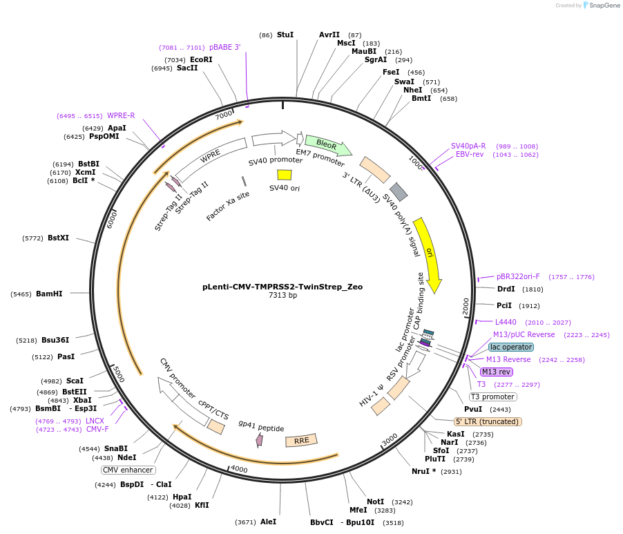 192000-plasmid-map-sequence-id-376120