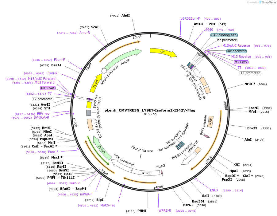 192006-plasmid-map-sequence-id-376123