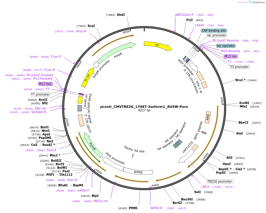 192003-plasmid-map-sequence-id-376128